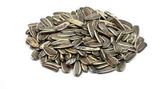 مضرات تخمه آفتابگردان بو داده ؛ عوارض تخمه آفتابگردان بو داده چیست مضرات تخمه آفتابگردان بو داده ؛ عوارض تخمه آفتابگردان بو داده چیست