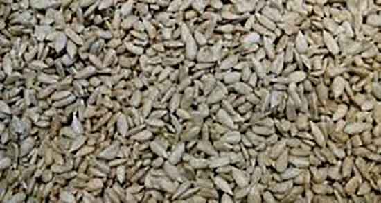 مضرات تخمه آفتابگردان تازه ؛ عوارض تخمه آفتابگردان تازه برای لاغری مضرات تخمه آفتابگردان تازه ؛ عوارض تخمه آفتابگردان تازه برای لاغری