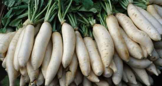 مضرات ترب سفید در بارداری و ایا خوردن ترب سفید برای جنین مضر است مضرات ترب سفید در بارداری ؛ ایا خوردن ترب سفید برای جنین مضر است