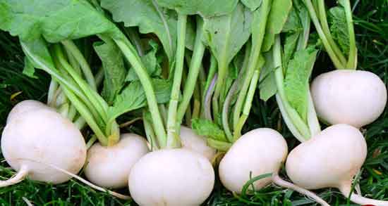 مضرات ترب سفید و مضرات مصرف ترب سفید در دوران بارداری زنان مضرات ترب سفید ؛ مضرات مصرف ترب سفید در دوران بارداری زنان