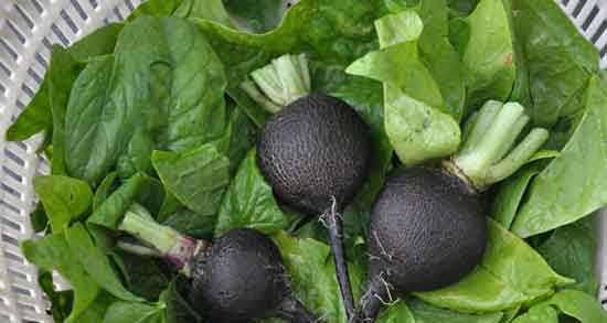 مضرات ترب سیاه برای معده و ایا خوردن ترب سیاه برای معده مضره مضرات ترب سیاه برای معده ؛ ایا خوردن ترب سیاه برای معده مضره