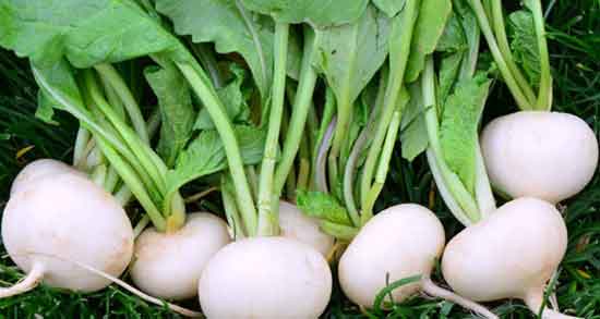 مضرات ترب و عوارض مصرف ترب سفید در دوران بارداری چیست مضرات ترب ؛ عوارض مصرف ترب سفید در دوران بارداری چیست