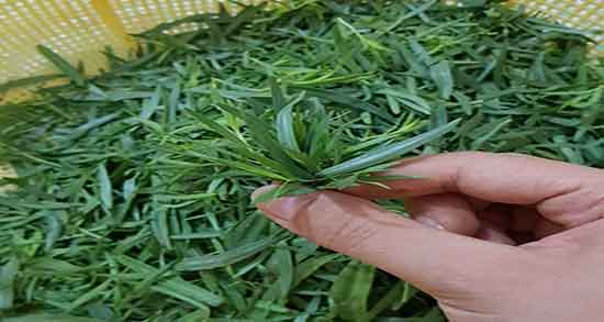 مضرات ترخون و خواص و عوارض مصرف ترخون برای بدن چیست مضرات ترخون ؛ خواص و عوارض مصرف ترخون برای بدن چیست