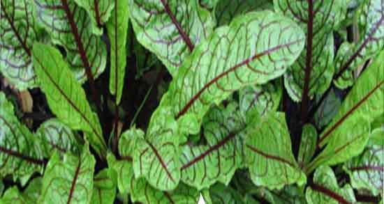 مضرات ترشک و خواص و مضرات ترشک برای خانم ها چیست مضرات ترشک ؛ خواص و مضرات ترشک برای خانم ها چیست