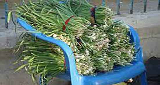 مضرات تره برای دندان ؛ عوارض خوردن تره و پوسیدگی دندان ها مضرات تره برای دندان ؛ عوارض خوردن تره و پوسیدگی دندان ها