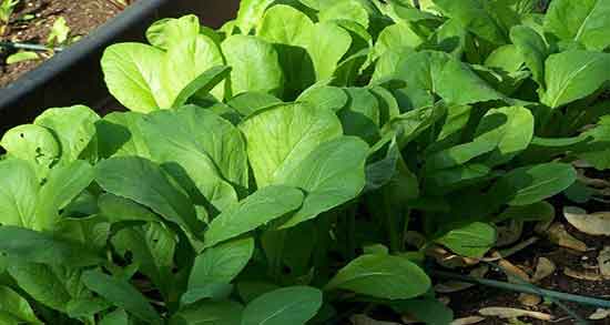 مضرات تره تیزک و عوارض مصرف تره تیزک برای بدن انسان چیست مضرات تره تیزک ؛ عوارض مصرف تره تیزک برای بدن انسان چیست