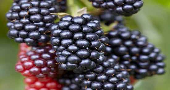 مضرات تمشک در بارداری و خوردن میوه تمشک چه ضرری برای زن باردار دارد مضرات تمشک در بارداری ؛ خوردن میوه تمشک چه ضرری برای زن باردار دارد