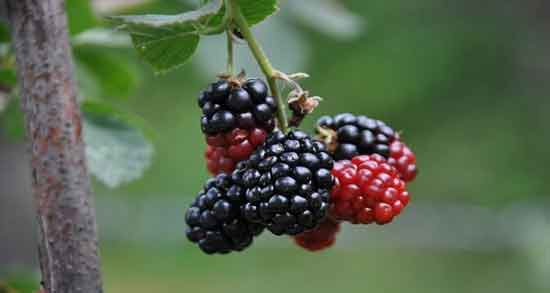 مضرات تمشک در دوران بارداری و بررسی عوارض و مضرات تمشک برای زن باردار مضرات تمشک در دوران بارداری ؛ بررسی عوارض و مضرات تمشک برای زن باردار