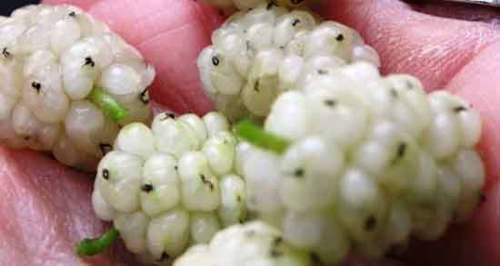 مضرات توت سفید تازه و همه چیز درباره مضرات خوردن توت سفید تازه برای سلامتی مضرات توت سفید تازه ؛ همه چیز درباره مضرات خوردن توت سفید تازه برای سلامتی