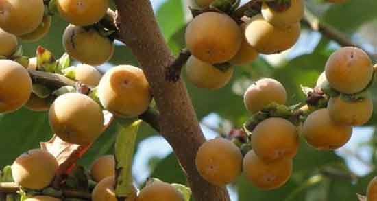 مضرات خوردن زالزالک در بارداری ؛ آشنایی با مضرات مصرف زالزالک برای زن باردار مضرات خوردن زالزالک در بارداری ؛ آشنایی با مضرات مصرف زالزالک برای زن باردار