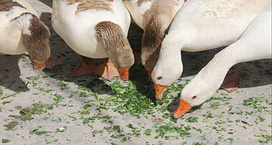 مضرات خوردن گوشت اردک و عوارض مصرف گوشت اردک برای بارداران مضرات خوردن گوشت اردک ؛ عوارض مصرف گوشت اردک برای بارداران