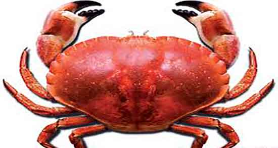 مضرات خوردن گوشت خرچنگ و عوارض گوشت خرچنگ برای کودکان مضرات خوردن گوشت خرچنگ ؛ عوارض گوشت خرچنگ برای کودکان