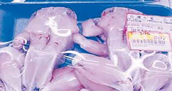 مضرات خوردن گوشت خرگوش ؛ عوارض مصرف گوشت خرگوش چیست مضرات خوردن گوشت خرگوش ؛ عوارض مصرف گوشت خرگوش چیست