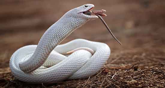 مضرات خوردن گوشت مار و استفاده از گوشت مار چه ضرری برای بدن دارد مضرات خوردن گوشت مار ؛ استفاده از گوشت مار چه ضرری برای بدن دارد