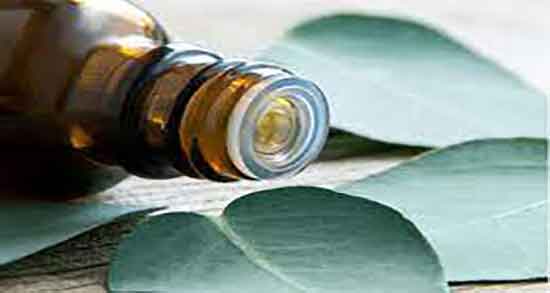 مضرات درخت اکالیپتوس و عوارض درخت اکالیپتوس برای هسته زمین مضرات درخت اکالیپتوس ؛ عوارض درخت اکالیپتوس برای هسته زمین