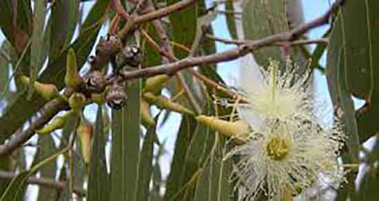 مضرات دمنوش اکالیپتوس و موارد منع مصرف بخور اکالیپتوس در شب مضرات دمنوش اکالیپتوس ؛ موارد منع مصرف بخور اکالیپتوس در شب