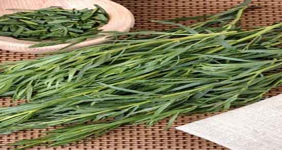 مضرات دمنوش ترخون و عوارض مصرف دمنوش ترخون برای زخم معده مضرات دمنوش ترخون ؛ عوارض مصرف دمنوش ترخون برای زخم معده