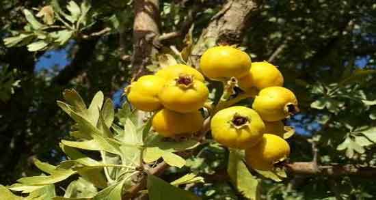 مضرات زالزالک برای معده و بررسی عوارض و مضرات خوردن زالزالک برای معده مضرات زالزالک برای معده ؛ بررسی عوارض و مضرات خوردن زالزالک برای معده