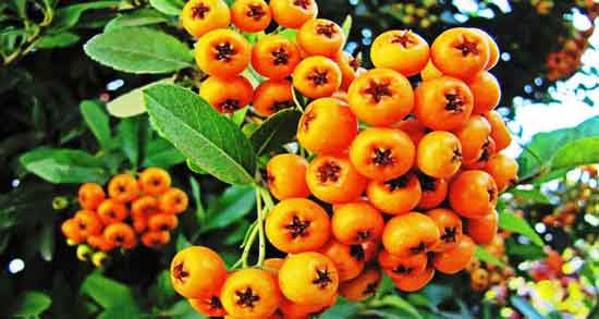 مضرات زالزالک در بارداری و مصرف زالزالک برای زن باردار چه ضرری دارد مضرات زالزالک در بارداری ؛ مصرف زالزالک برای زن باردار چه ضرری دارد