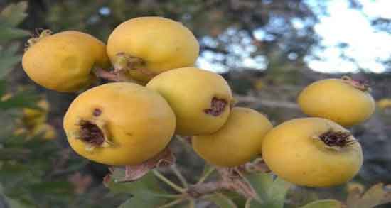 مضرات زالزالک در دوران بارداری و هشدارهایی برای استفاده از زالزالک در بارداری مضرات زالزالک در دوران بارداری ؛ هشدارهایی برای استفاده از زالزالک در بارداری