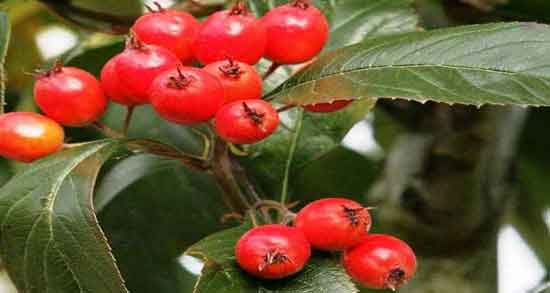 مضرات زالزالک قرمز و بررسی عوارض و مضرات خوردن زالزالک قرمز برای بدن مضرات زالزالک قرمز ؛ بررسی عوارض و مضرات خوردن زالزالک قرمز برای بدن