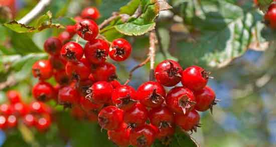 مضرات زالزالک و همه چیز درباره عوارض و مضرات خوردن زالزالک مضرات زالزالک ؛ همه چیز درباره عوارض و مضرات خوردن زالزالک