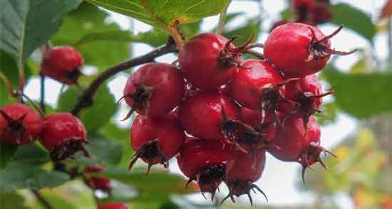 مضرات زالزالک وحشی ؛ عوارض و مضرات خوردن زالزالک وحشی برای بدن مضرات زالزالک وحشی ؛ عوارض و مضرات خوردن زالزالک وحشی برای بدن