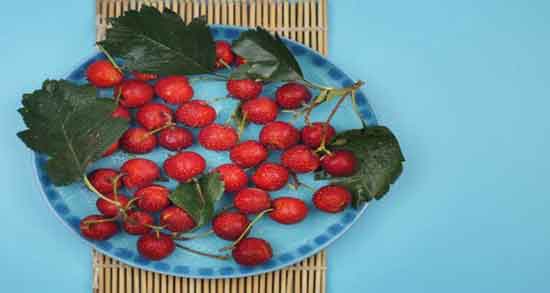 مضرات زالزالک کوهی و آیا خوردن زالزالک کوهی ضرری برای سلامتی دارد؟ مضرات زالزالک کوهی ؛ آیا خوردن زالزالک کوهی ضرری برای سلامتی دارد؟