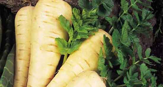 مضرات شقاقل و عوارض مصرف گیاه شقاقل برای زنان باردار چیست مضرات شقاقل ؛ عوارض مصرف گیاه شقاقل برای زنان باردار چیست