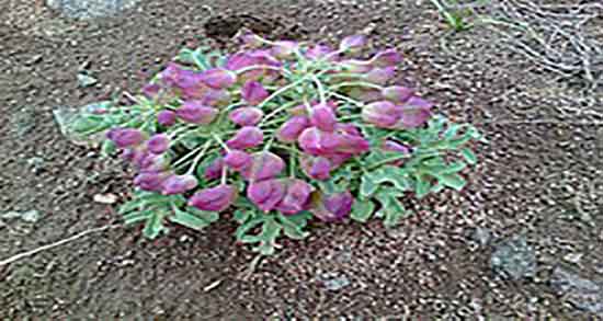 مضرات شنگ در بارداری و ایا خوردن شنگ برای زنان باردار مضر است مضرات شنگ در بارداری ؛ ایا خوردن شنگ برای زنان باردار مضر است