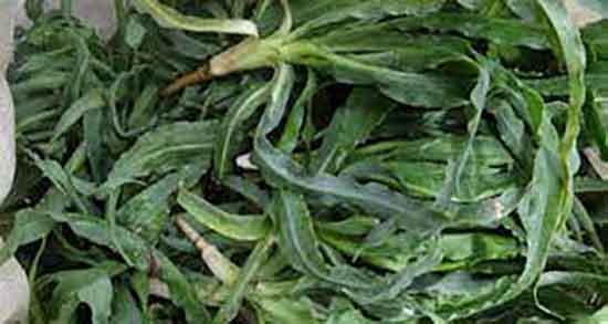 مضرات شنگ و ایا خوردن گیاه شنگ برای زنان باردار خطرناک است مضرات شنگ ؛ ایا خوردن گیاه شنگ برای زنان باردار خطرناک است