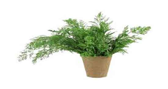 مضرات شوید برای نوزاد ؛ عوارض مصرف شوید برای نفخ شکم نوزادان مضرات شوید برای نوزاد ؛ عوارض مصرف شوید برای نفخ شکم نوزادان