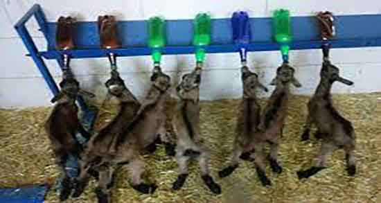 مضرات شیر آغوز و عوارض مصرف شیر آغوز برای بدن اطفال چیست مضرات شیر آغوز ؛ عوارض مصرف شیر آغوز برای بدن اطفال چیست