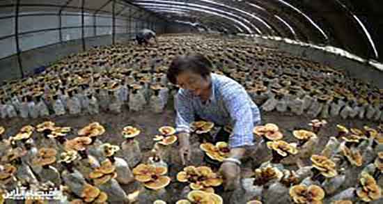 مضرات قارچ گانودرما ؛ عوارض مصرف قارچ گانودرما در طب سنتی مضرات قارچ گانودرما ؛ عوارض مصرف قارچ گانودرما در طب سنتی