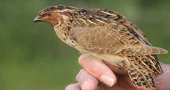 مضرات مصرف گوشت بلدرچین و ایا گوشت بلدرچین برای بدن مضره مضرات مصرف گوشت بلدرچین ؛ ایا گوشت بلدرچین برای بدن مضره