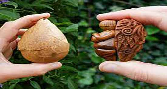 مضرات هسته آووکادو ؛ عوارض هسته آووکادو برای مشکلات معده مضرات هسته آووکادو ؛ عوارض هسته آووکادو برای مشکلات معده