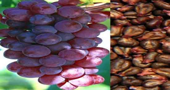 مضرات هسته انگور ؛ عوارض مصرف روغن هسته انگور برای پوست مضرات هسته انگور ؛ عوارض مصرف روغن هسته انگور برای پوست