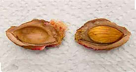 مضرات هسته زردآلو در بارداری ؛ عوارض هسته زردالو برای بارداران مضرات هسته زردآلو در بارداری ؛ عوارض هسته زردالو برای بارداران