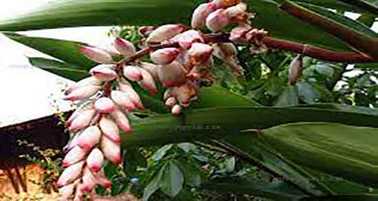 مضرات هل در بارداری ؛ عوارض مصرف هل در دوران بارداری چیست مضرات هل در بارداری ؛ عوارض مصرف هل در دوران بارداری چیست