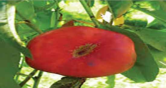 مضرات هلو برای بارداری و عوارض مصرف هلو برای زنان باردار چیست مضرات هلو برای بارداری ؛ عوارض مصرف هلو برای زنان باردار چیست