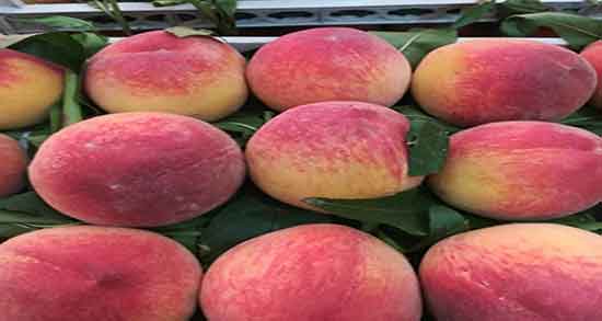 مضرات هلو طب سنتی و عوارض مصرف هلو از نظر طب سنتی چیست مضرات هلو طب سنتی ؛ عوارض مصرف هلو از نظر طب سنتی چیست