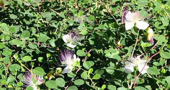 مضرات هندوانه کوهی ؛ فواید و مضرات هندوانه کوهی برای ارامش اعصاب مضرات هندوانه کوهی ؛ فواید و مضرات هندوانه کوهی برای ارامش اعصاب