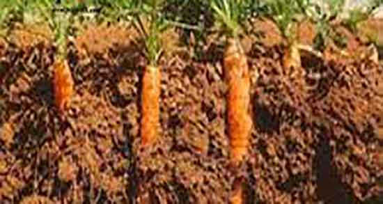 مضرات هویج برای کلیه و ایا اب هویج برای سنگ کلیه خوب است مضرات هویج برای کلیه ؛ ایا اب هویج برای سنگ کلیه خوب است