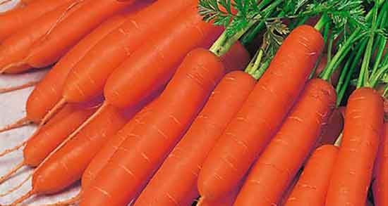 مضرات هویج فرنگی و خواص و عوارض مصرف هویج فرنگی برای کودکان مضرات هویج فرنگی ؛ خواص و عوارض مصرف هویج فرنگی برای کودکان