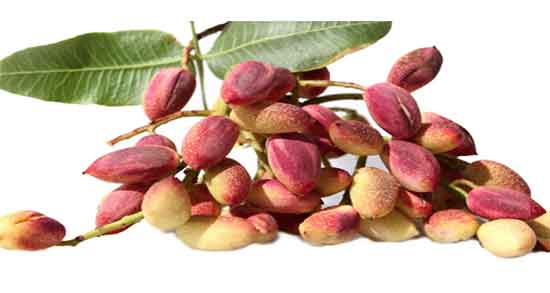 مضرات پسته خام و همه چیز درباره عوارض و مضرات خوردن پسته خام مضرات پسته خام ؛ همه چیز درباره عوارض و مضرات خوردن پسته خام