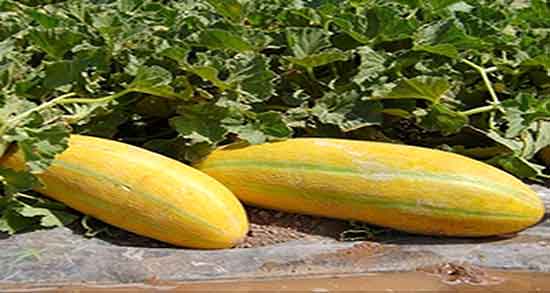 مضرات پوست خربزه ؛ عوارض مصرف پوست خربزه برای درمان پروستات مضرات پوست خربزه ؛ عوارض مصرف پوست خربزه برای درمان پروستات