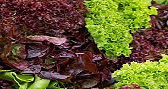 مضرات کاهو فرانسوی ؛ عوارض مصرف کاهو فرانسوی برای کودکان مضرات کاهو فرانسوی ؛ عوارض مصرف کاهو فرانسوی برای کودکان