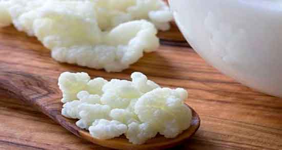 مضرات کفیر در بارداری ؛ ایا خوردن کفیر در دوران بارداری مضر است مضرات کفیر در بارداری ؛ ایا خوردن کفیر در دوران بارداری مضر است