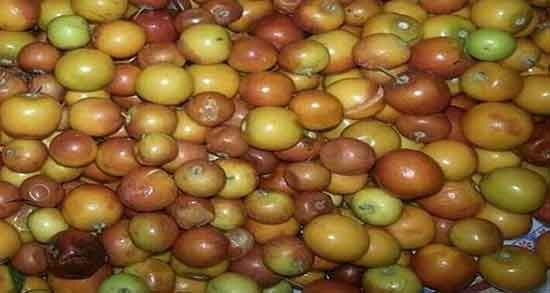 مضرات کنار در بارداری و بررسی مضرات مصرف کنار برای زن باردار مضرات کنار در بارداری ؛ بررسی مضرات مصرف کنار برای زن باردار