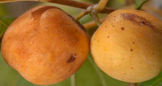 مضرات کنار و بررسی عوارض و مضرات مصرف کنار مضرات کنار ؛ بررسی عوارض و مضرات مصرف کنار